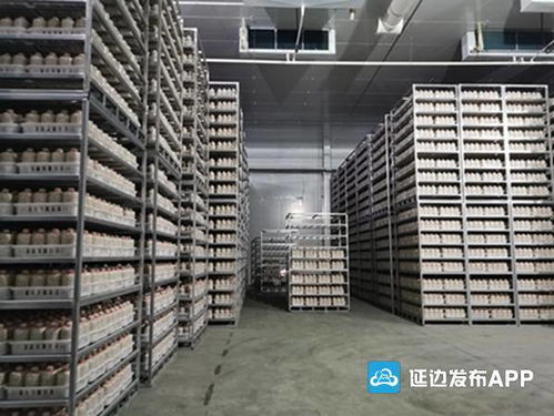 安圖縣杏鮑菇生產基地實現工廠化生產